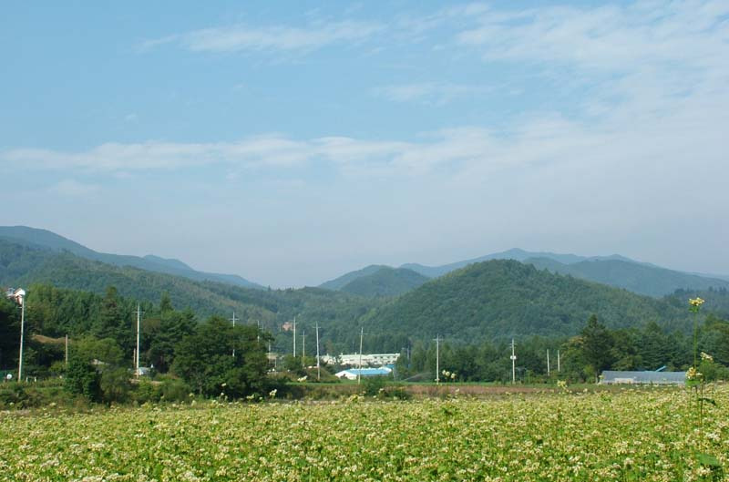 메밀꽃필무렵 이미지