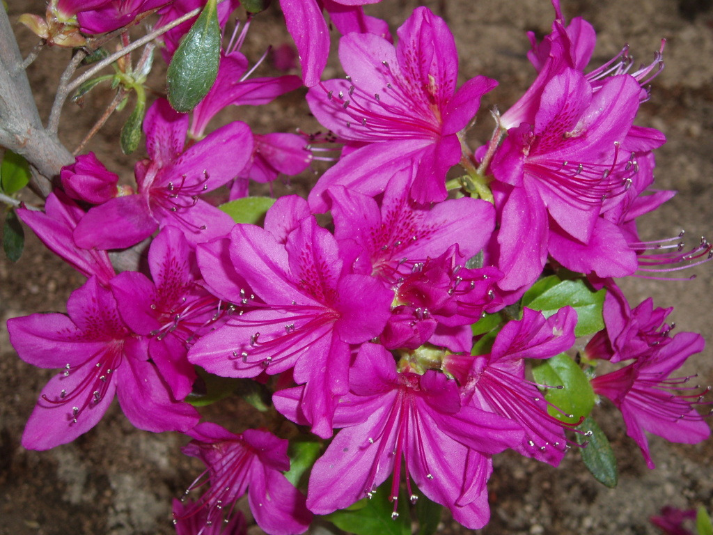 산홍 이미지