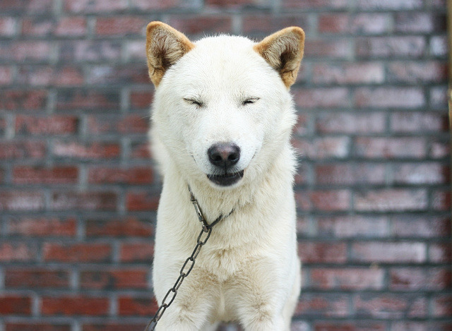 초호 이미지