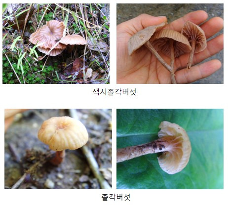 버섯류 이미지