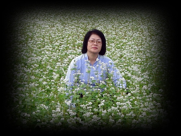 봉평메밀밭 이미지
