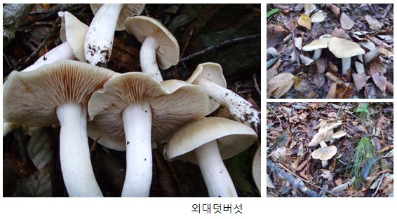 버섯류 이미지